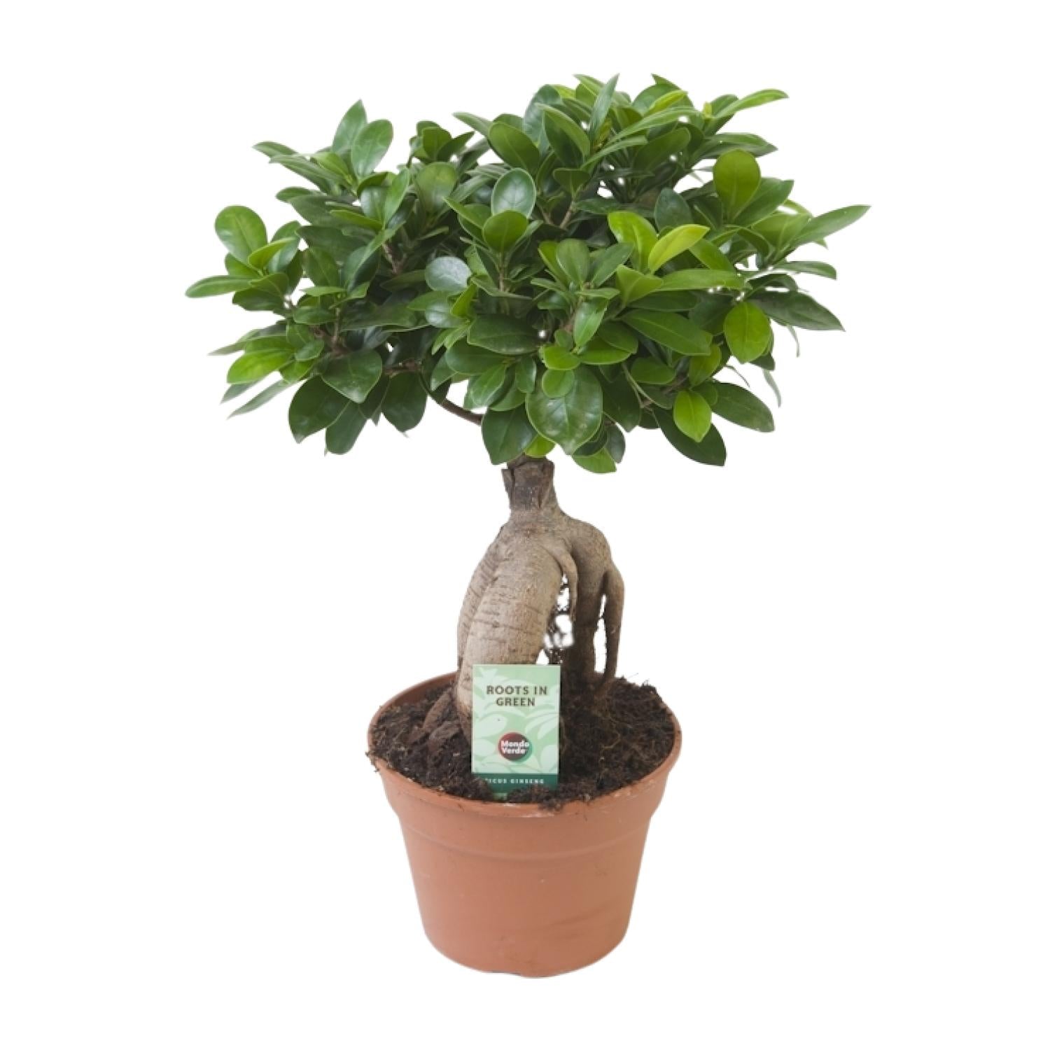 Ficus Ginseng-40cm