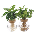 Monstera Adansonii & Syngonium Green 