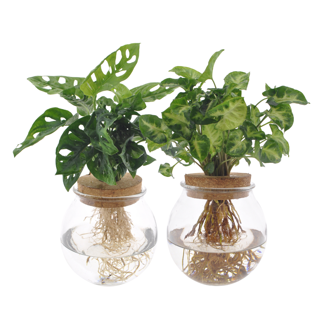 Monstera Adansonii & Syngonium Green 