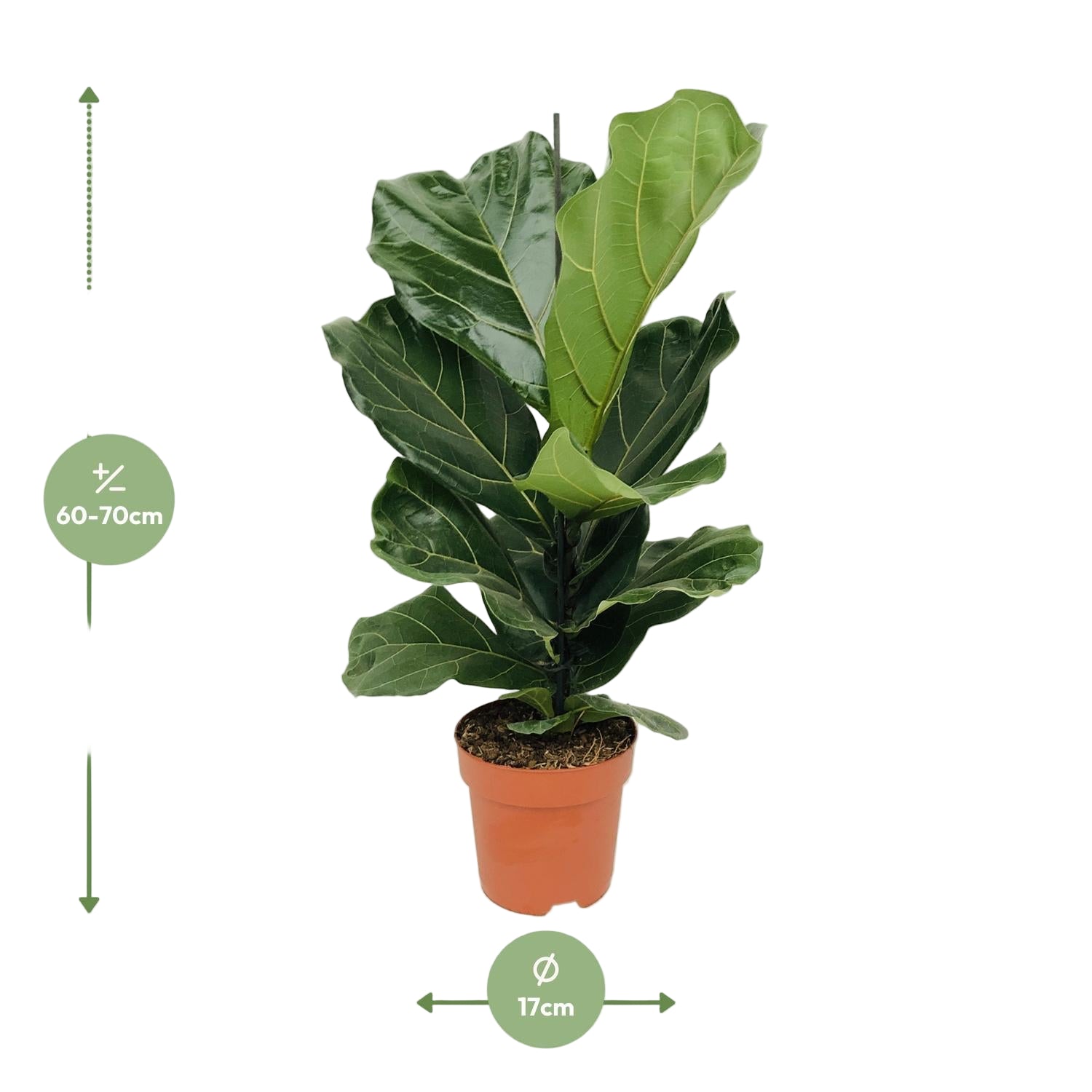 Ficus Lyrata