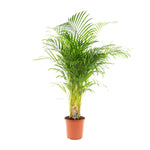 Areca Palm kopen