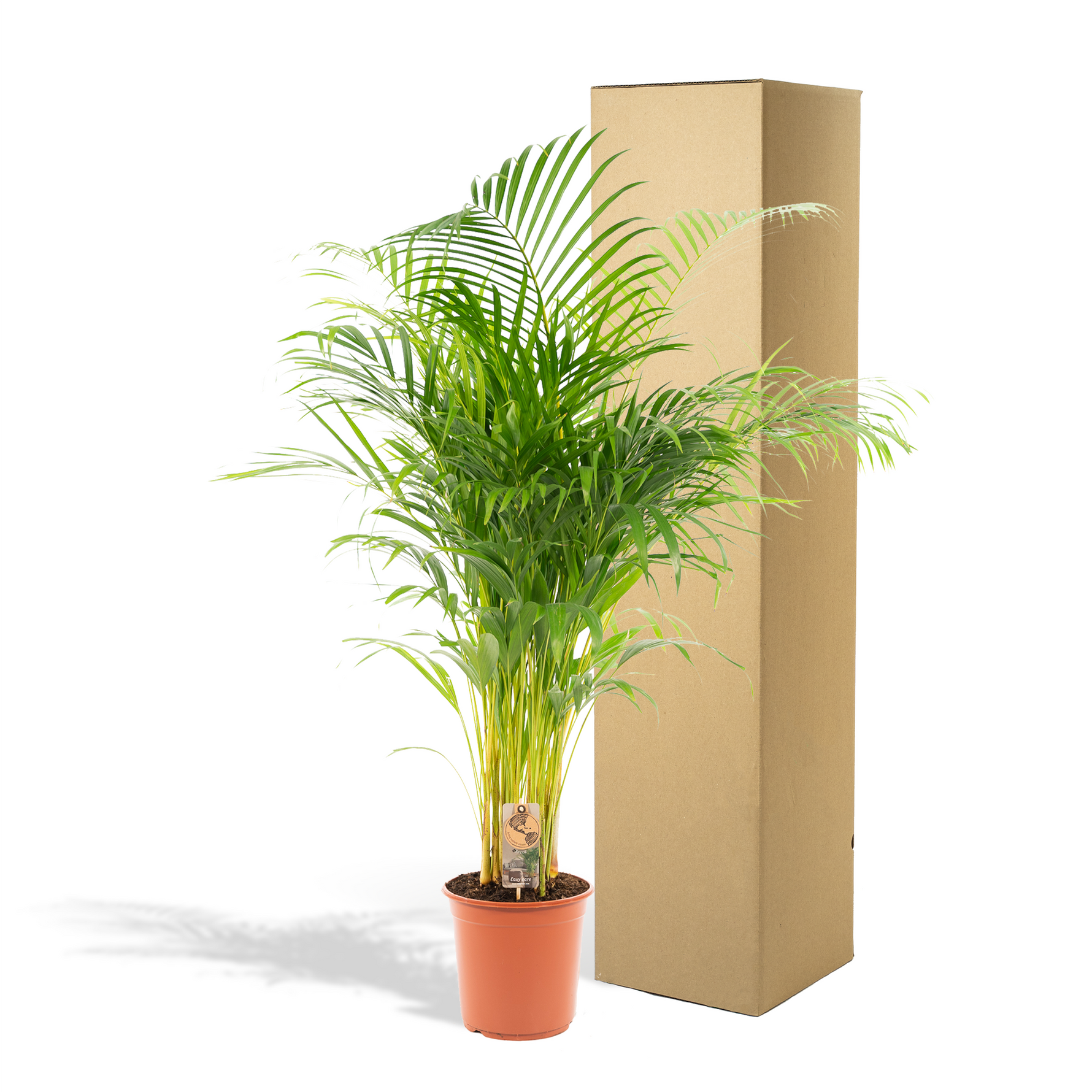 Areca Palm kopen