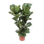 Ficus Lyrata-100cm