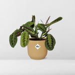 Maranta Leuconeura kopen