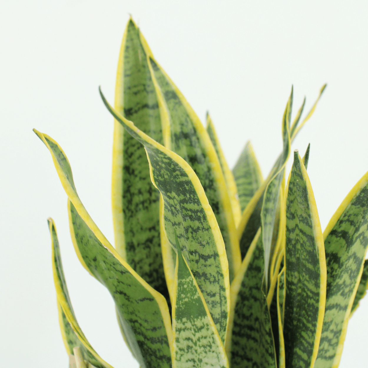 Sansevieria kopen