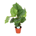 Calathea Orbifolia-
