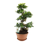 Ficus Ginseng