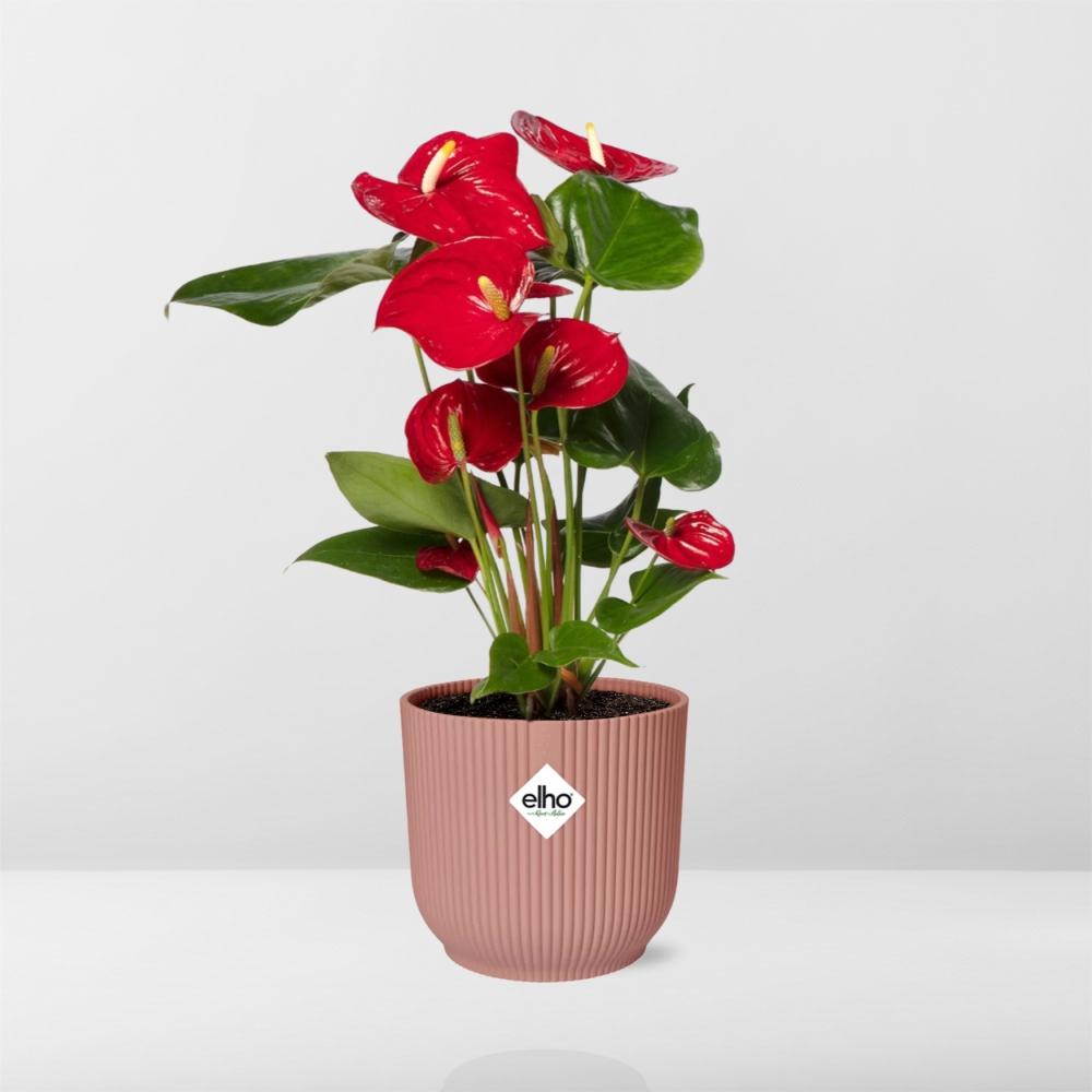 (Combi deal) Anthurium Red inclusief ELHO Vibes Fold - 30/40cm 