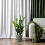 zamioculcas plant kopen